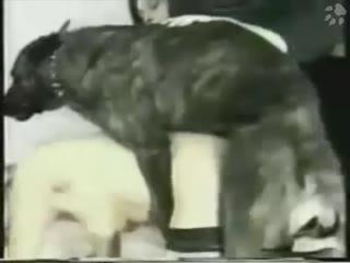 Hot bitch girl slut enjoys having sex with her dog - Dog Porn