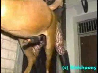 Dirty man anal fucking horse