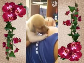 Dog Chubby sucking nice tits