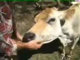 Mi vaca Fucking animal sex