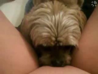 Dog loves sex with girls - animals sex