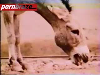Unbelievable! Free Horse Porn Video Now Available - XXX!