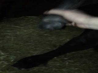 High Quality Porn - Witness the Unbelievable Horse Fucking Cook Show in Part 1!