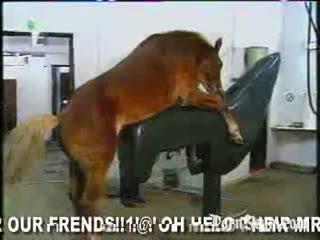 Explosive Horse Porn Video Sex Animal Porn Clip - Not for the Faint-hearted!