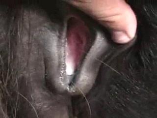 Horse-Loving X-Rated: Experience the Thrill of Animal Porn!