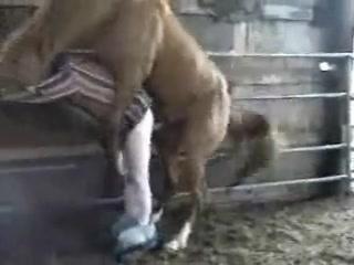 Unbelievable Taboo: Watch Now for Free - Dirty Gay Enjoys Anal Sex with Horse Porn!