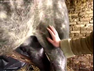Mind-blowing: Watch the Horrifying Horse Porn Video That Will Shock and Awe!