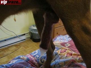 Shocking Video of Cam Dog Sex in Motel Exposed!