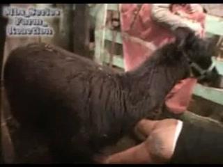 Wild and Uninhibited: Watch Animal Sex XXX and Feel the Heat!