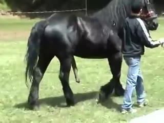 Experience the Wild Side of Fun with Free Horse Party Sex XXX Videos!