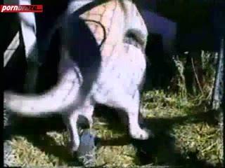 Shock and Outrage: Public Fucking With Dog Sparks Controversy