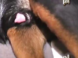 Man Has Wild Night with 'Big Dog Cock' - Dog Sex Escapade Leads to Unforgettable Experience!