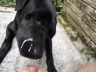 A Canine-Inspired Rimjob Movie with a Sexy Twist!
