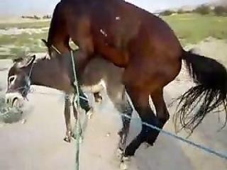 Two Horses in the Doggy Pose: A Spectacular Display of Love!