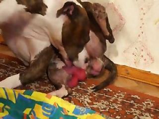 Love Knows No Bounds: Woman's Unconditional Love for Her Dog Shocks the World!