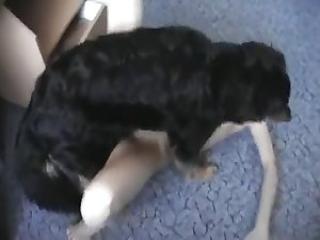 Arousing and Unforgettable: Watch Dog Porn Video with Fiery Floor Fucking!