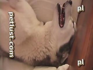 Witness the Incredible Scene as a Dude's Hard Cock Explores an Unforgettable Dog Pussy!