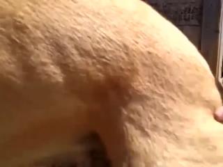 Girl and Her Dogs Enjoy a Wild Zoo Adventure - Watch the Forbidden Zoophilia Sex Scene Now!