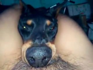 Extremely appealing and engaging animal sex genres are available for free viewing at Cock Worship Doberman - Zoo Porn Men, Zoophilia top films.