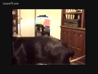 zvr3jmg3KCJfge0tvhSlutty whore gets fucked by a smoldering black dog in the zoo - zoophilia