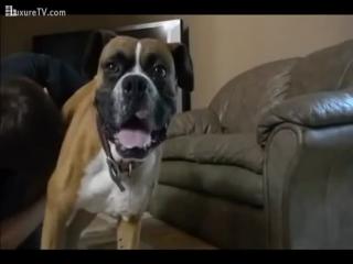 A man gets his kicks by licking his dog's scrotum. Zoophilia, Zoo Porn, Dog Sex.