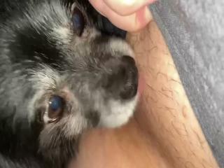 Buddy wants more - Zoo Porn Dog Sex, Zoophilia Xxx movie zoo offers a variety of porno zoo genres for your viewing pleasure.