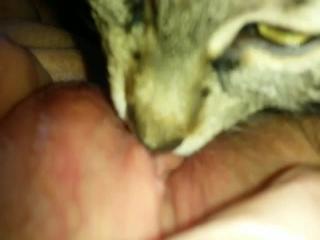 Extremely appealing and intriguing animal sex genres include "cat lick my pussy" videos.