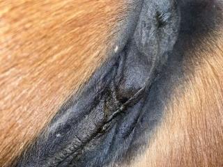 displaying this Fucktoy - Zoo Porn Men, Zoo Porn Horse Sex