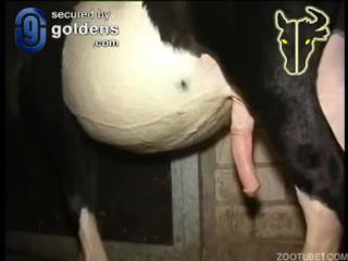 view gay bestialty shocked with hot sex for free on our website. Our website is the only place online where you can view free animal sex videos.