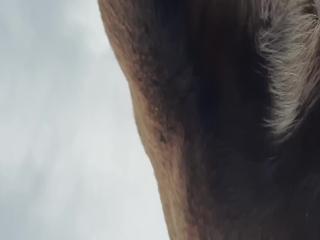 When my dog licks me, I suckle him. sexy top zoo porn The biggest website for animal sex in the world
