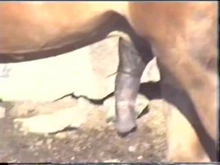 Watch and download free ZooTube videos of cavallo dogs having sex with other dogs.