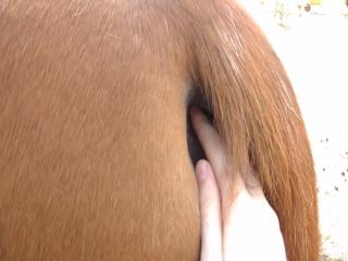 Touching mare pussy free zoo sex video movies of boys and girls getting sexually involved with animals