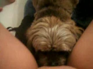 When this MILF is feeling horny in the bathroom, she spreads her thighs for beast sex fun with a dog - Zoo Porn Dog Sex, Zoophilia