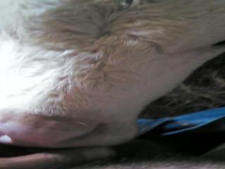 Extremely appealing and intriguing animal sex genres may be found at Calf3 - Zoo Porn Men, Zoophilia top films free sex watch.